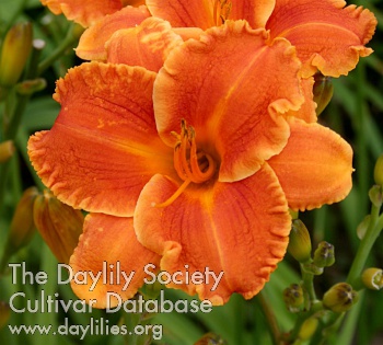 Daylily Middle-earth